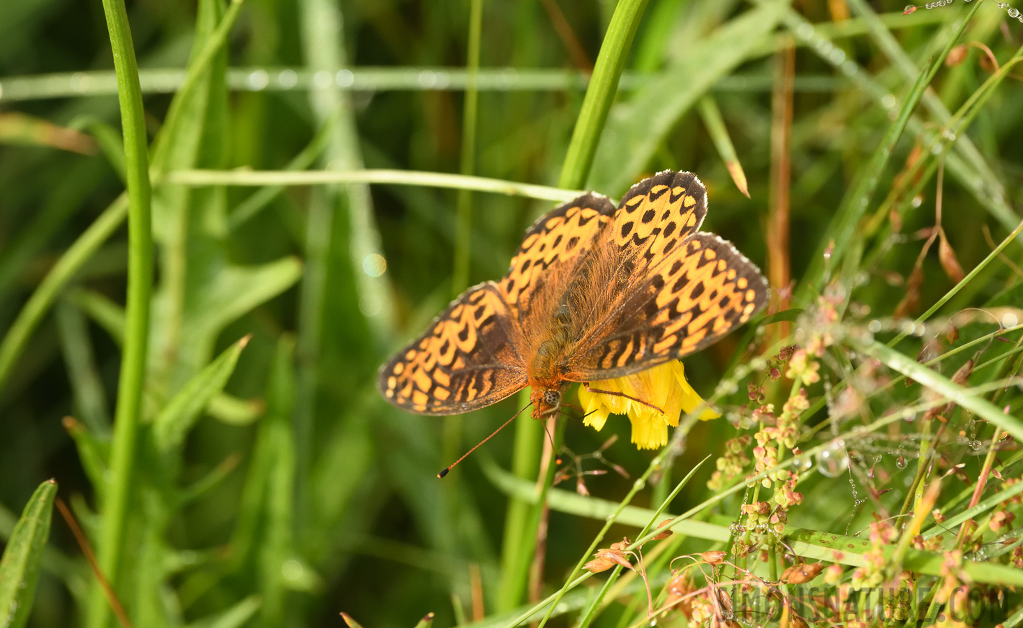 Boloria selene [400 mm, 1/1000 sec at f / 8.0, ISO 1600]